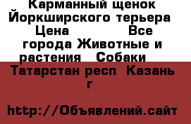 Карманный щенок Йоркширского терьера › Цена ­ 30 000 - Все города Животные и растения » Собаки   . Татарстан респ.,Казань г.